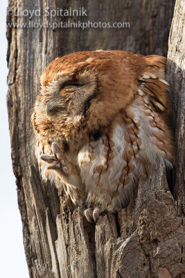 Eastern Screech-Owl (red morph)