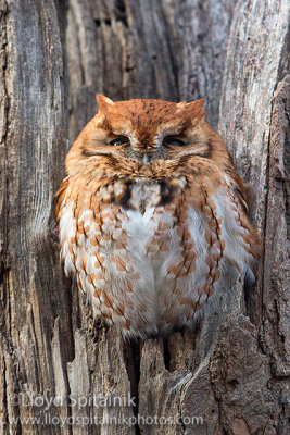 Eastern Screech-Owl (red morph)