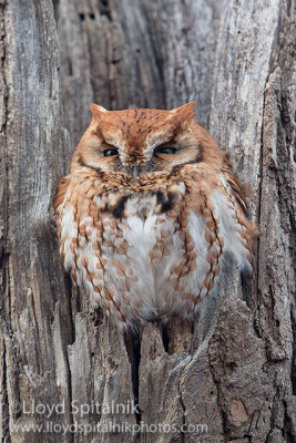 Eastern Screech-Owl (red morph)