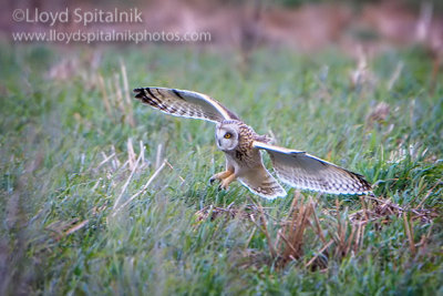 Short-eared Owl