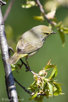 Orange-crowned Warbler