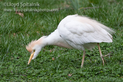 Cattle Egret