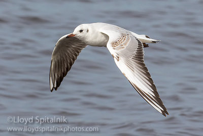 Black-headed Gull