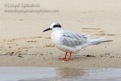 Forster's Tern