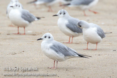 Bonaparte's Gull