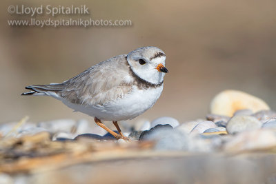 Piping Plover