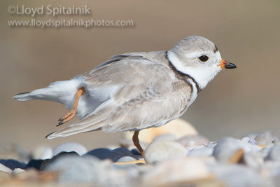 Piping Plover