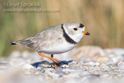 Piping Plover