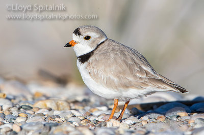 Piping Plover