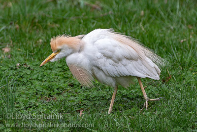 Cattle Egret