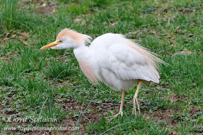 Cattle Egret