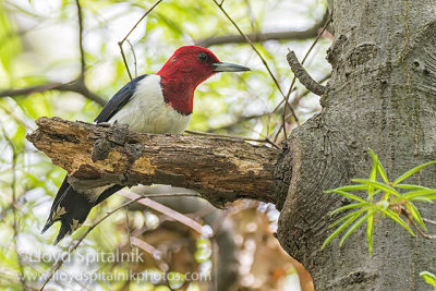 Red-headed Woodpecker