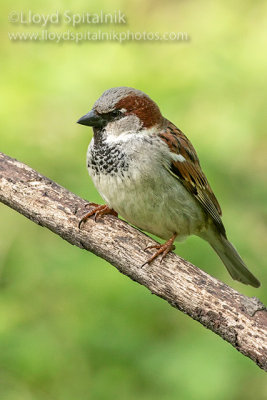 House Sparrow