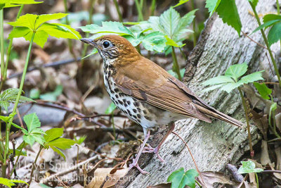 Wood Thrush