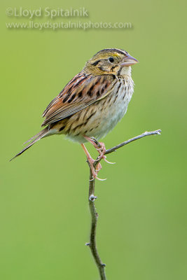 Henslow's Sparrow