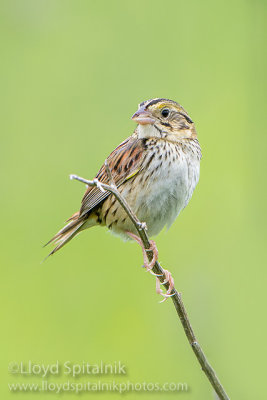 Henslow's Sparrow