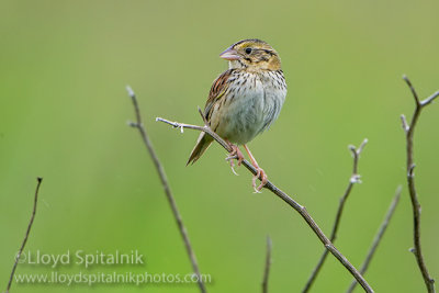 Henslow's Sparrow