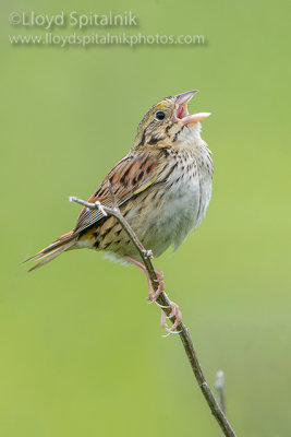 Henslow's Sparrow