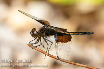 Widow Skimmer