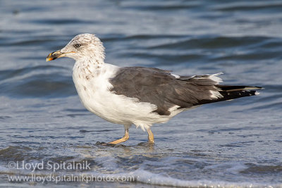 Lesser Black-backed Gull