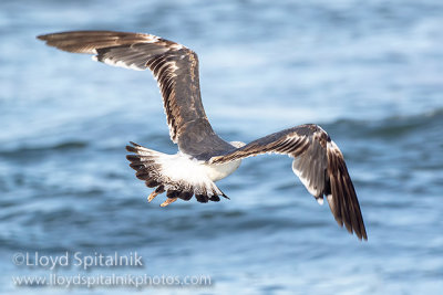 Lesser Black-backed Gull