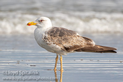 Lesser Black-backed Gull