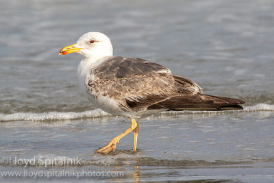 Lesser Black-backed Gull