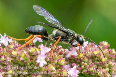 Katydid Wasp