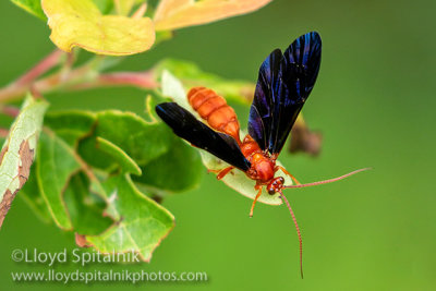 Ichneumon Wasp