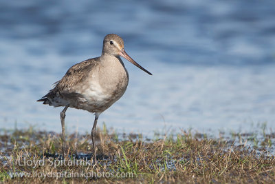 Hudsonian Godwit