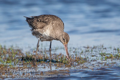 Hudsonian Godwit