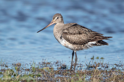 Hudsonian Godwit