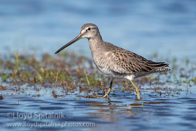 Long-billed Dowitcher