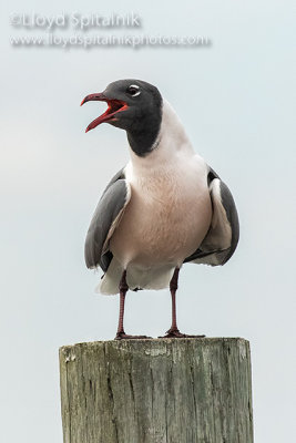 Laughing Gull