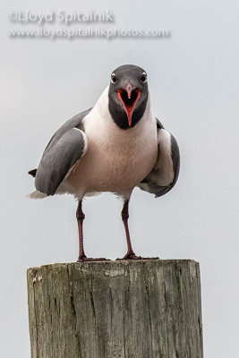 Laughing Gull