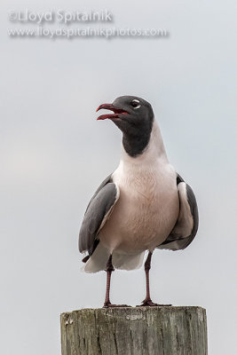 Laughing Gull