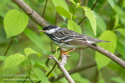 Blackpoll Warbler