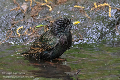 European Starling