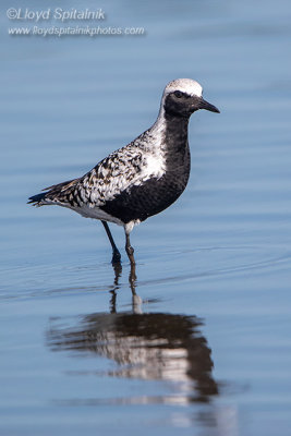 Black-bellied Plover