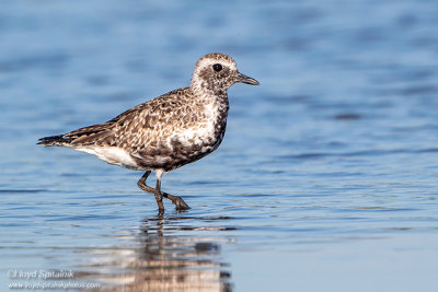 Black-bellied Plover