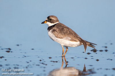 Semipalmated Plover