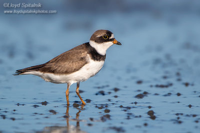 Semipalmated Plover