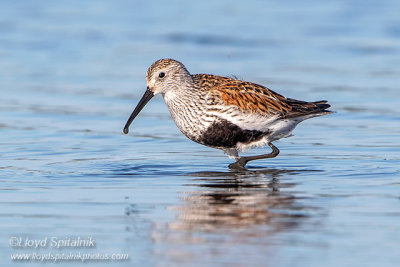 Dunlin