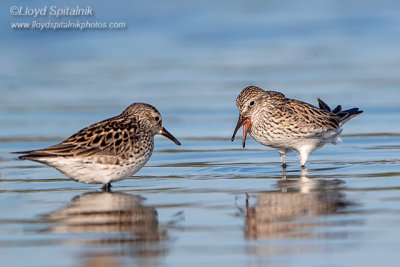 White-rumped Sandpiper