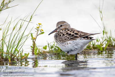 White-rumped Sandpiper