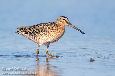 Short-billed Dowitcher