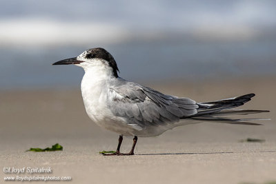 Common Tern (subadult/immature)