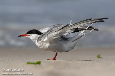 Common Tern