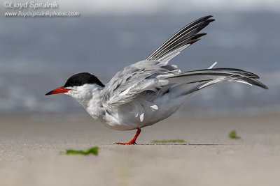 Common Tern