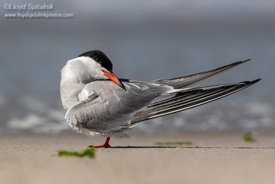 Common Tern